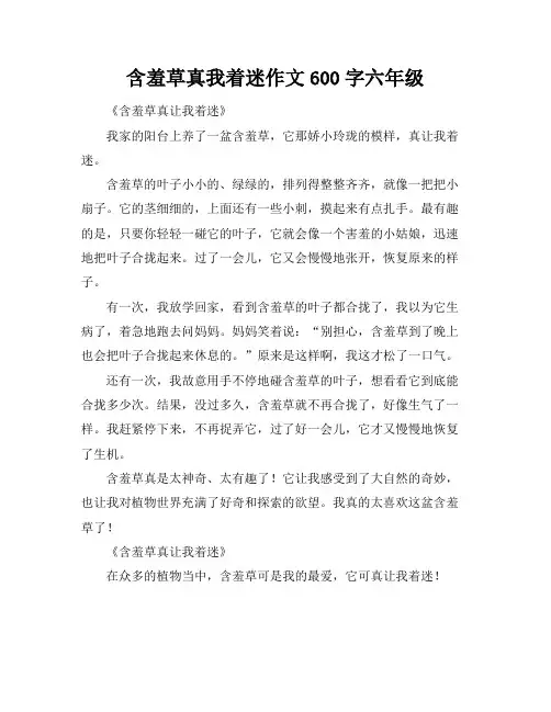 含羞草真我着迷作文600字六年级
