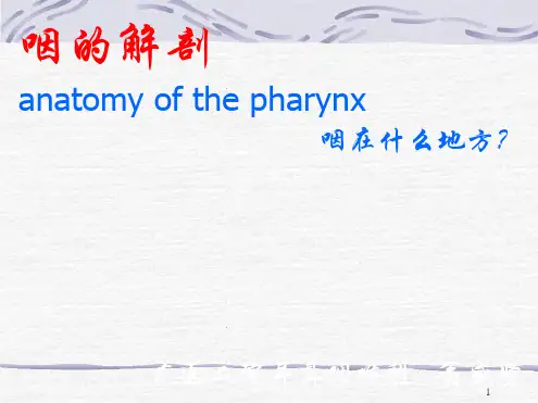 咽喉部解剖幻灯片课件