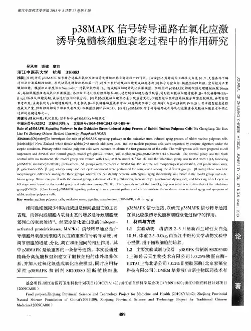 p38MAPK信号转导通路在氧化应激诱导兔髓核细胞衰老过程中的作用研究