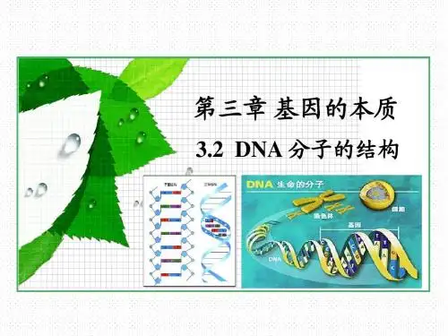 3.2 DNA分子的结构