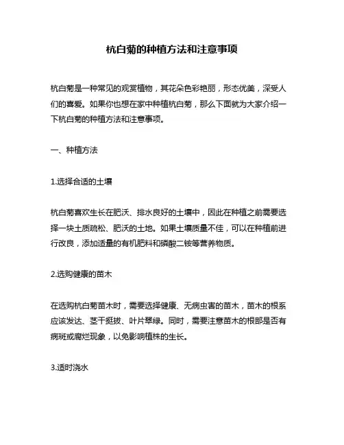 杭白菊的种植方法和注意事项