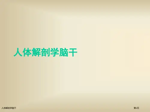 人体解剖学脑干