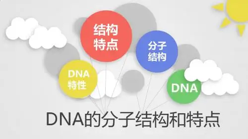 DNA的分子结构和特点