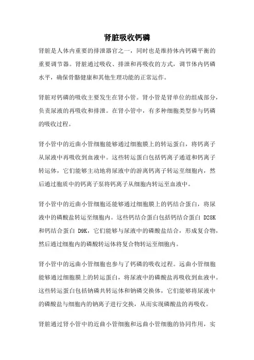 肾脏吸收钙磷