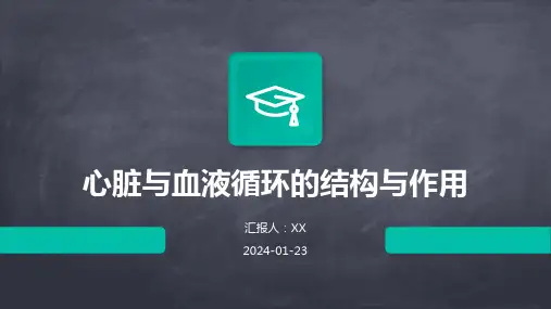 心脏与血液循环的结构与作用