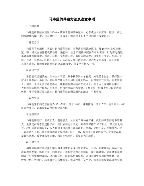 马蹄莲的养殖方法及注意事项