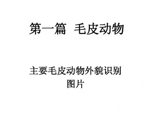 第一篇  毛皮动物(1)