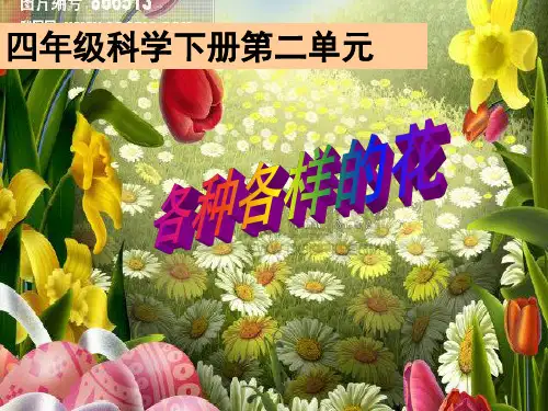 四年级下- 各种各样的花教科版ppt精美课件 (共70张PPT)