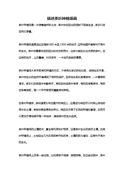 描述茶叶种植场面