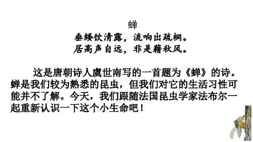 部编版八年级语文上册《蝉》课件PPT(精品)