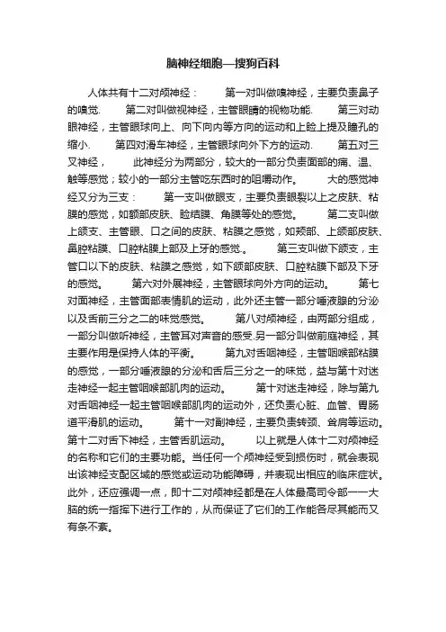 脑神经细胞—搜狗百科