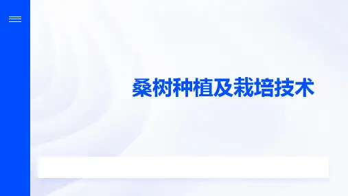 桑树种植及栽培技术