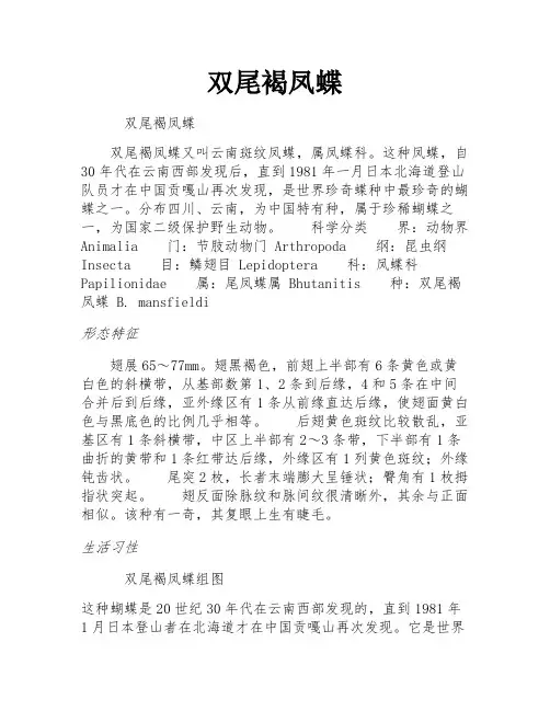 双尾褐凤蝶