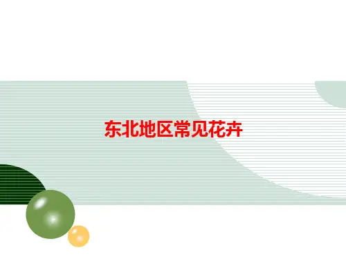 东北地区常见花卉