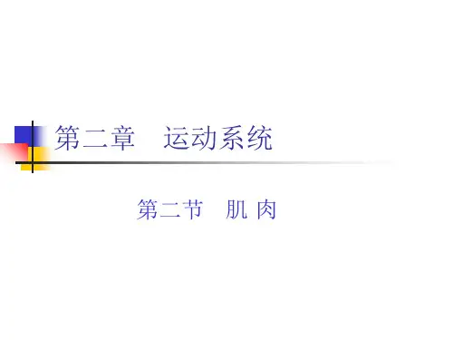 《运动解剖学》一、肌肉总论