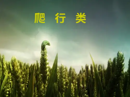 冀少儿课标版初中生物七年级上册第一单元 第四章第七节 两栖类和爬行类(共20张PPT)