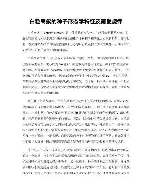 白粒高粱的种子形态学特征及萌发规律