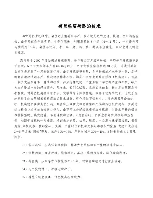 菊苣根腐病防治技术