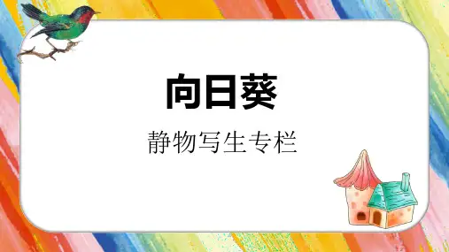 8-12岁美术PPT课件教案教程《向日葵》