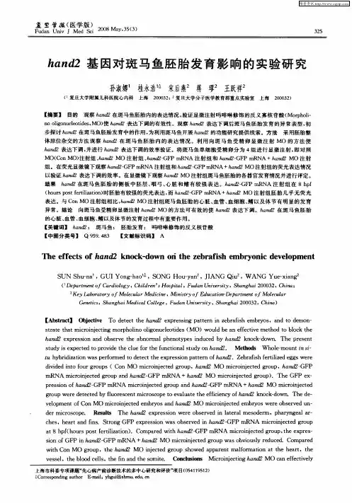hand2基因对斑马鱼胚胎发育影响的实验研究