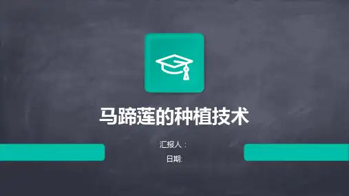 马蹄莲的种植技术