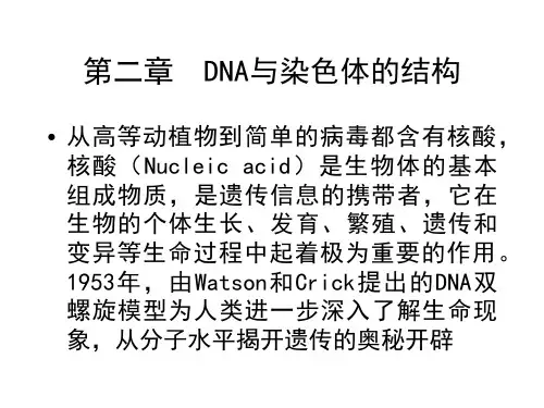 DNA与染色体的结构
