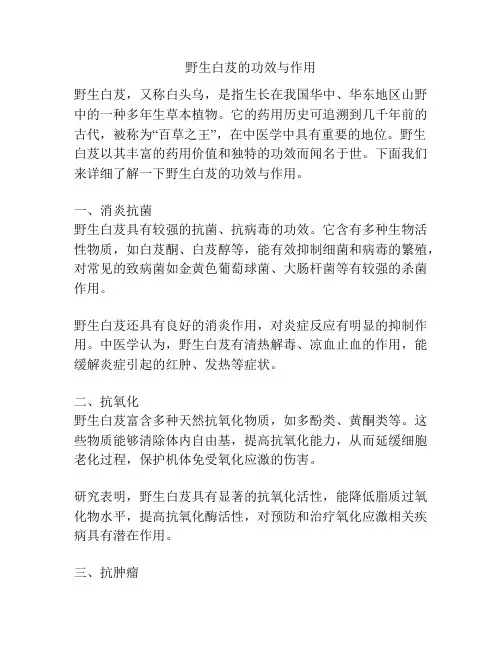野生白芨的功效与作用