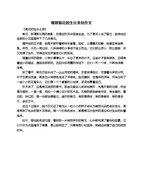 观察菊花的生长变化作文