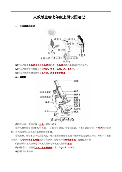 七上生物 识图速记