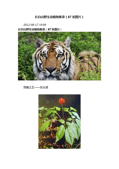 长白山野生动植物集录（67张图片）