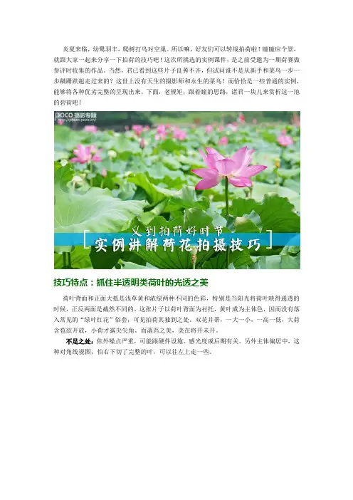 实例讲解荷花拍摄技巧