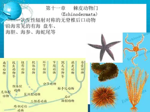 《ch棘皮动物》PPT课件