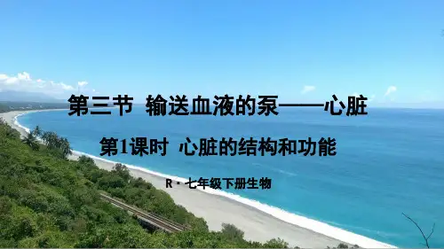 《输送血液的泵——心脏》PPT课件【精品】七年级生物