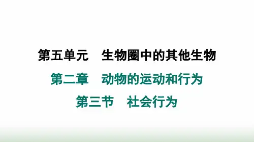 人教版八年级生物上册第五单元第二章动物的运动和行为第三节社会行为课件