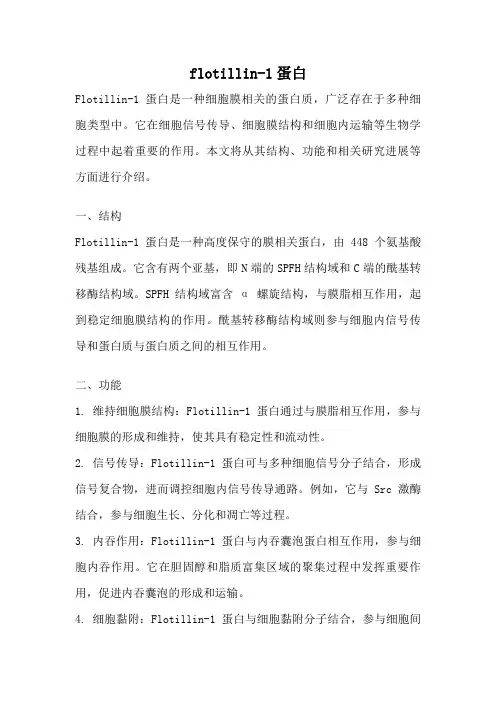 flotillin-1蛋白