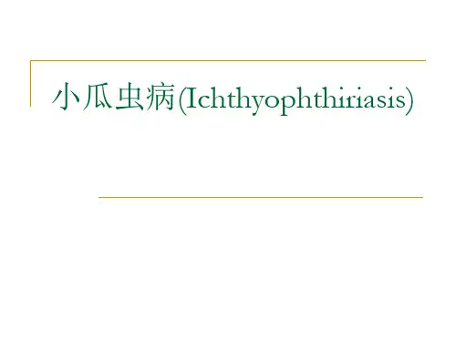 小瓜虫