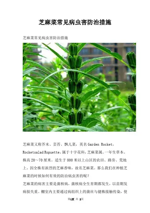 芝麻菜常见病虫害防治措施