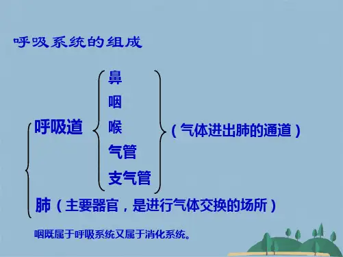 第一节 呼吸道对空气的处理(共29张PPT)