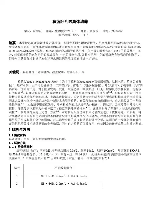 菘蓝叶片的离体培1