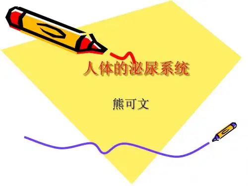 人体的泌尿系统