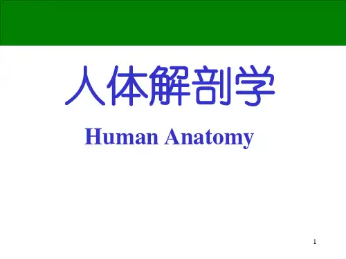 【私教】人体解剖学