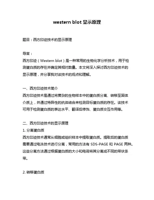 western blot 显示原理