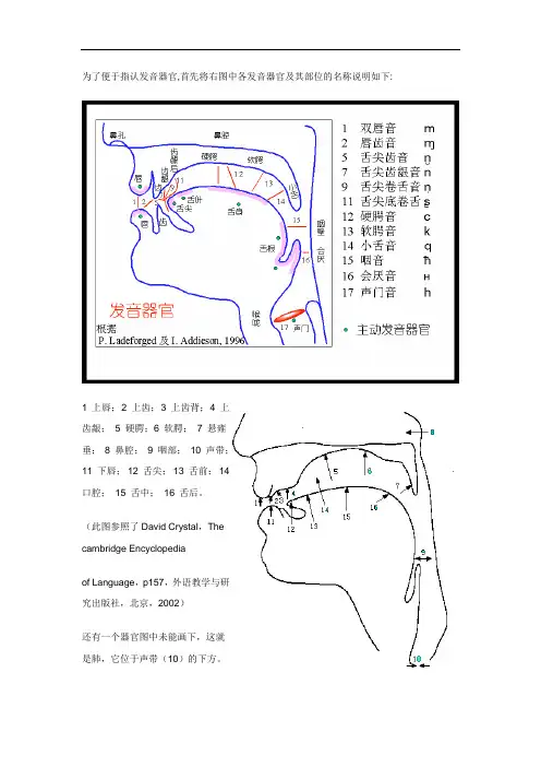 发音器官及发音机理