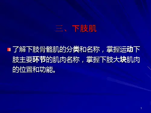 解剖学下肢肌ppt课件
