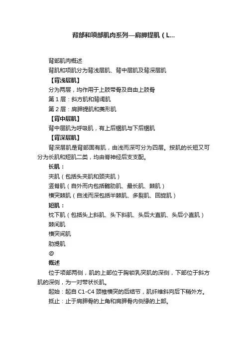 背部和项部肌肉系列—肩胛提肌（L...