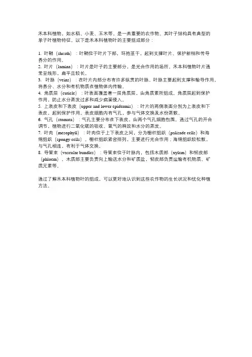 禾本科植物叶的组成