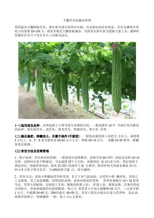 大棚苦瓜的栽培管理