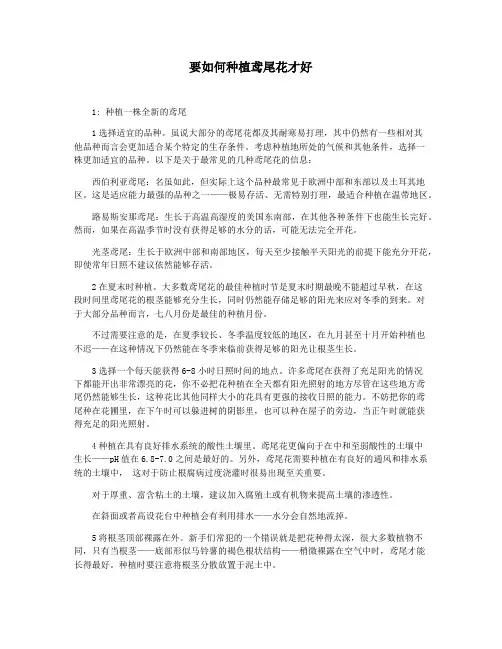 要如何种植鸢尾花才好