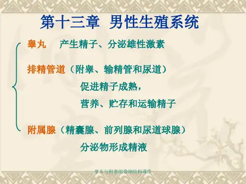 睾丸与附睾的微细结构课件