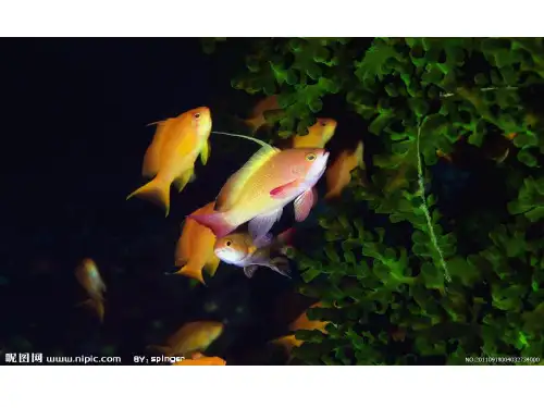 第四节 《鱼》ppt课件